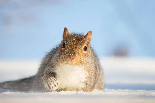 Nahaufnahme Eines Kleinen Braunen Eichhörnchens Auf Einem Verschneiten Feld — Stockfoto