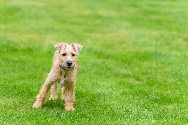 An energetic Soft-coated Wheaten Terrier running around on a grass