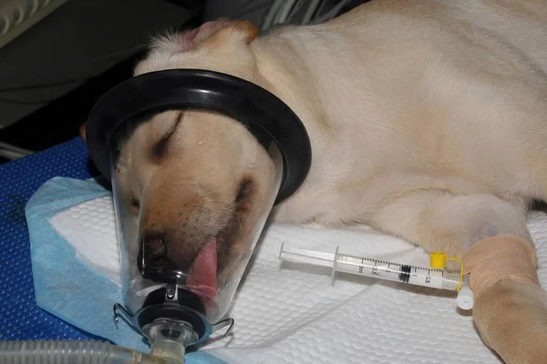 Nahaufnahme Eines Goldenen Labrador Rentners Der Vor Der Operation Von — Stockfoto