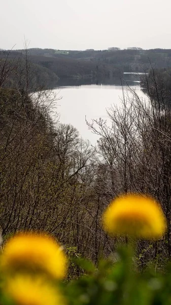 Una Vista Lago Bosque Con Flores Amarillas Borrosas —  Fotos de Stock