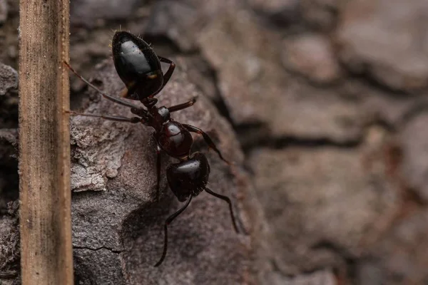 一只蚂蚁在岩石表面的特写镜头 — 图库照片