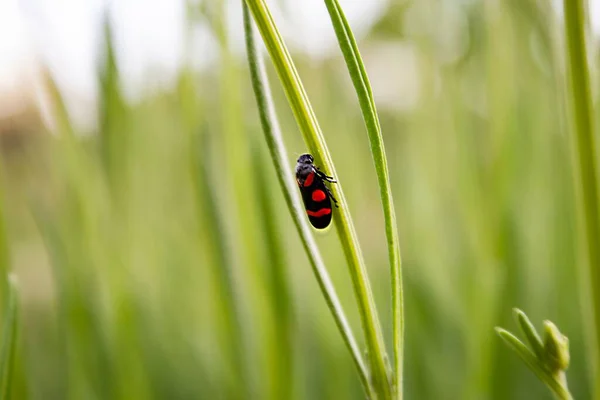 Primer Plano Escarabajo Rojo Sobre Hierba Verde Sobre Fondo Borroso — Foto de Stock