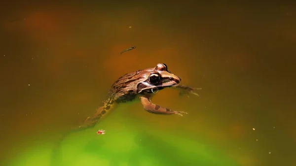 Suda Yüzen Kurbağaya Yakın Çekim — Stok fotoğraf