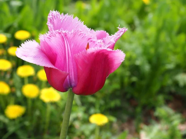 Focus Sélectif Une Tulipe Rose Dans Parc — Photo