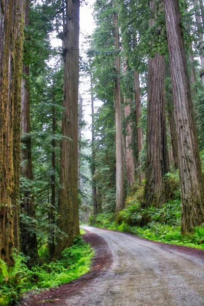 Vertikální Záběr Silnici Procházející Lesem Sekvojovými Stromy Kalifornii — Stock fotografie