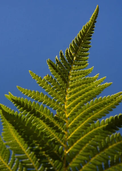 Vertical Closeup Shot Fern Branch Blue Sky — Stock Photo, Image