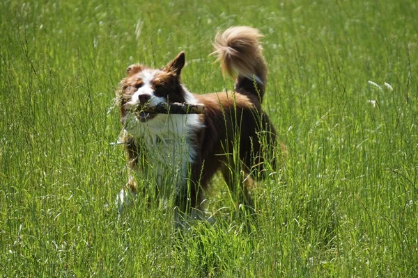Een Corgi Hond Bijtend Een Peice Van Hout Terwijl Rennend — Stockfoto