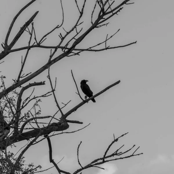 Strzał Ptaka Skali Szarości Siedzącego Gałęzi Gołego Drzewa Niebo — Zdjęcie stockowe