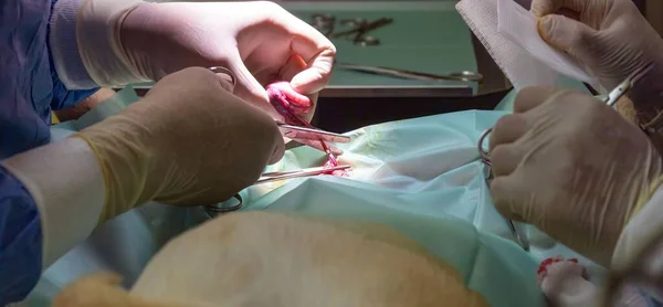 Closeup Shot Hands Veterinarian Preparing Remove Testicle Dog Sterilization Surgery — Fotografia de Stock