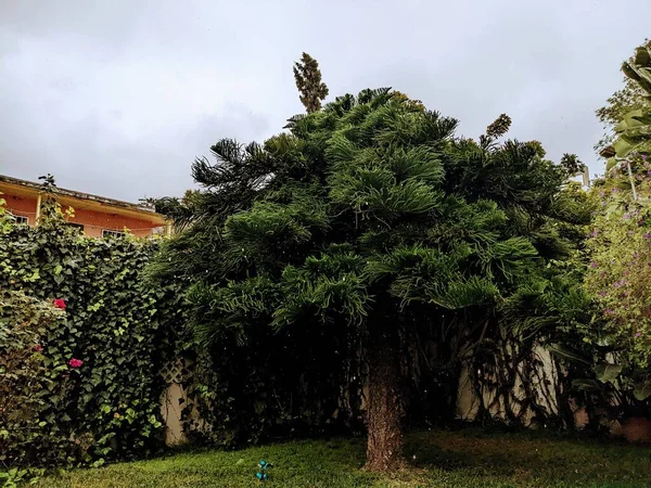 Цветочное Зеленое Дерево Листьями Рядом Деревьями Парке — стоковое фото