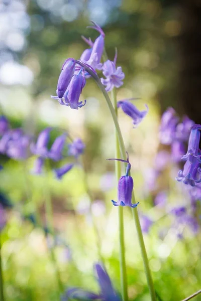 Bluebells Selektiva Fokus Ett Område Hampshire Storbritannien — Stockfoto