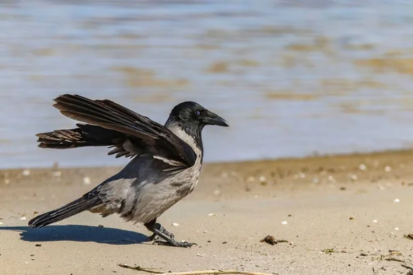 Een Close Van Schattige Hooded Kraai Het Zandstrand — Stockfoto