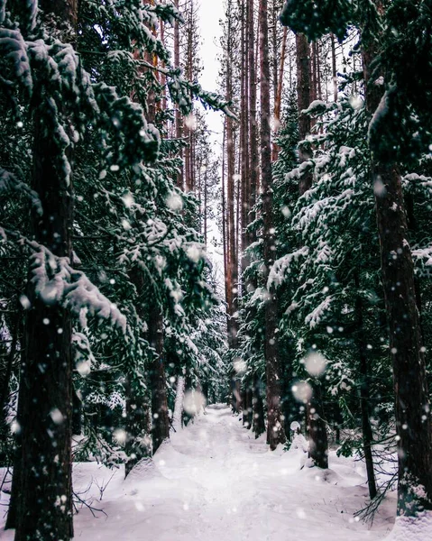 Zdjęcie Śnieżnego Lasu Nowym Brunszwiku Kanada — Zdjęcie stockowe