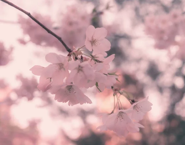 Pembe Çiçekli Bulanık Arka Planda Çiçek Açan Ağaç Dallarının Yakın — Stok fotoğraf