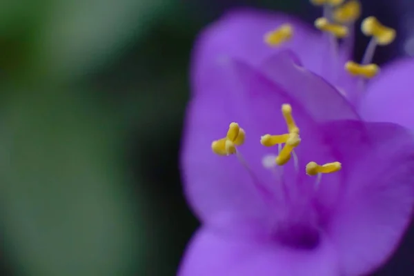 Uma Macro Uma Bela Flor Roxa Contra Fundo Embaçado — Fotografia de Stock