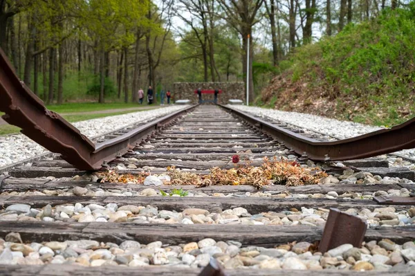 Rusty Railroad White Stones Green Trees — Stock Photo, Image