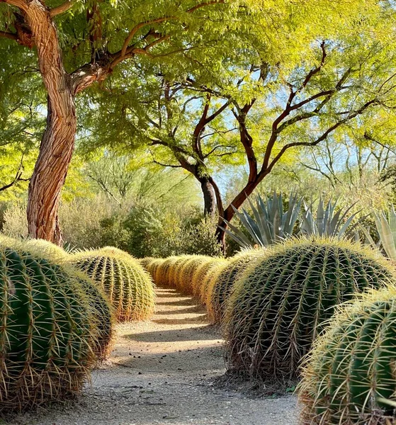 Shot Pathway Cactuses Trees — Stock Photo, Image