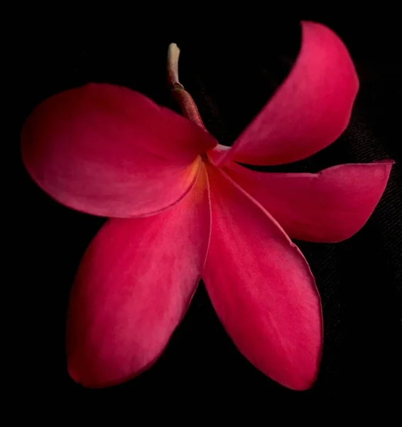 Eine Blüte Rote Frangipani Blume Auf Schwarzem Hintergrund — Stockfoto