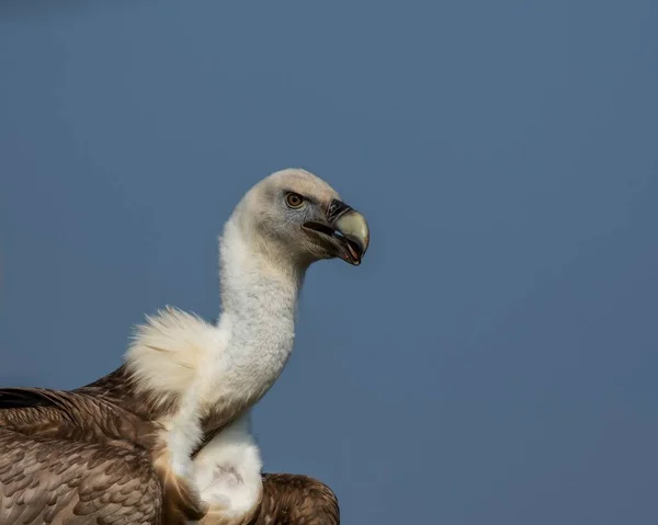 Großaufnahme Eines Geiers Mit Weißem Rücken Vor Blauem Himmel — Stockfoto