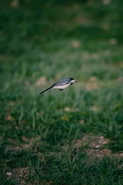 Vertical Shot White Wagtail Air Blurry Natural Background — Stock Photo, Image