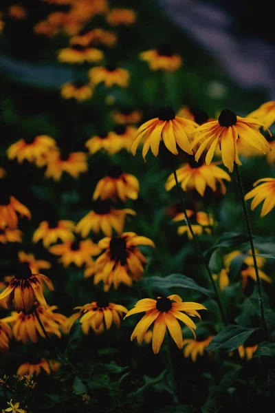 Primer Plano Vertical Flores Amarillas Rudbeckia Creciendo Jardín — Foto de Stock