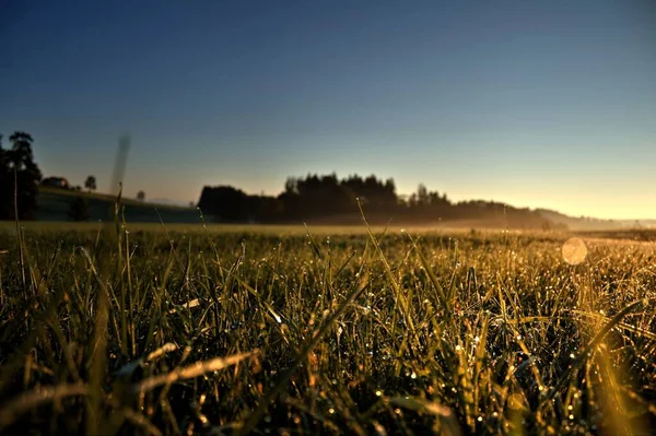 Een Selectieve Focus Shot Van Ochtenddauw Landbouwgewassen Tijdens Zonsopgang — Stockfoto