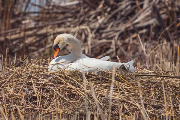 巣の上に座っている白鳥の選択的な焦点 — ストック写真