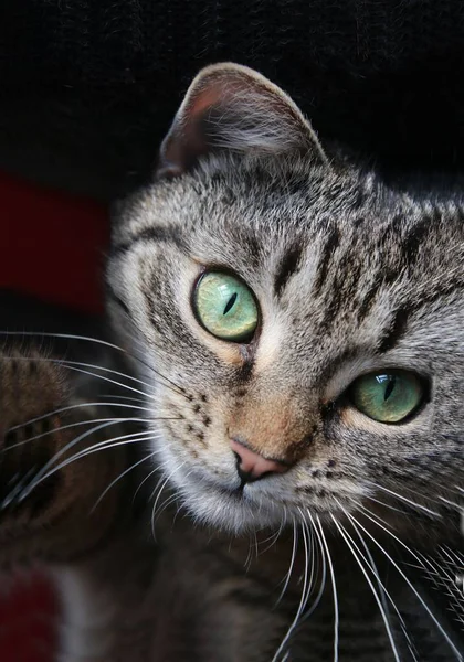 Vertikal Bild Söt Tabby Katt Tittar Kameran — Stockfoto