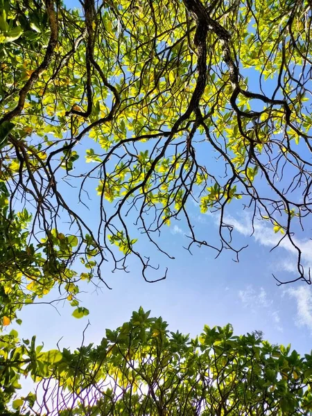 Colpo Verticale Basso Angolo Rami Albero Verde Brillante Cielo Blu — Foto Stock