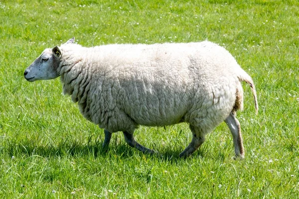 Een Eenzaam Schaap Zwervend Een Groen Veld — Stockfoto