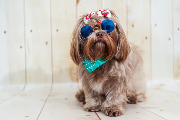 Güneş Gözlüklü Bandanalı Şirin Bir Shih Tzu Köpeği — Stok fotoğraf