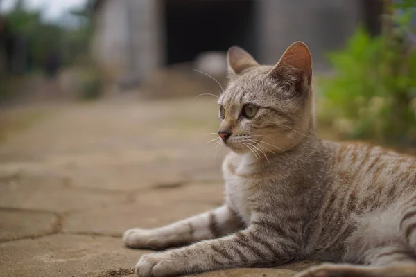 Tiro Foco Seletivo Gato Rua Deitado Chão — Fotografia de Stock