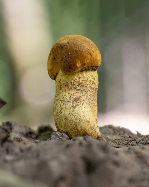 Eine Nahaufnahme Eines Jungen Leccinellum Crocipodium Pilzes Eine Seltene Gelbe — Stockfoto