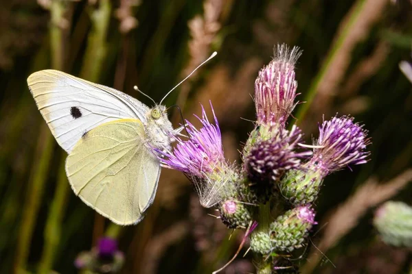 Närmare Titt Vit Fjäril Naturlig Miljö Färgglada Växter — Stockfoto