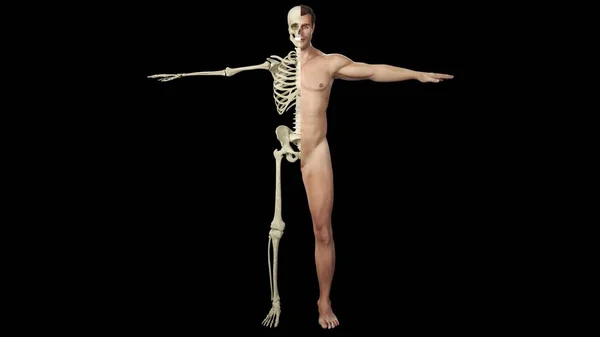 Eine Visualisierung Des Skeletts Und Des Ausschnitts Des Menschlichen Körpers — Stockfoto