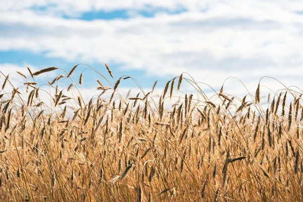 Foto Von Triticum Polonicum Polnischem Weizen Auf Dem Feld Die — Stockfoto