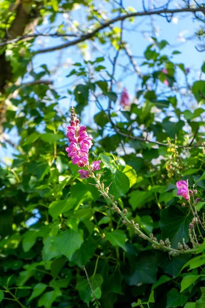 Lodret Skud Snapdragon Blomst Grøn Bladgrøntsager Baggrund - Stock-foto