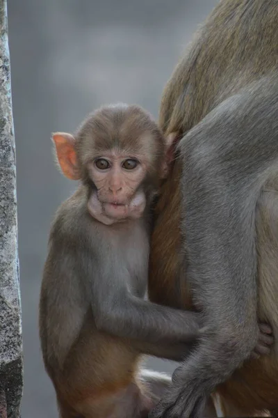 Disparo Vertical Una Linda Madre Mono Con Bebé — Foto de Stock