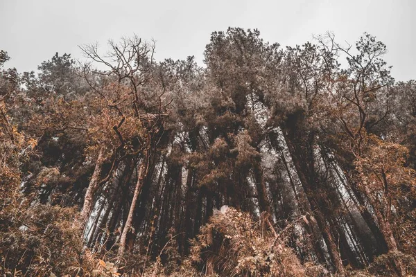 Tiro Baixo Ângulo Árvores Altas Das Madeiras Com Efeito Filtro — Fotografia de Stock