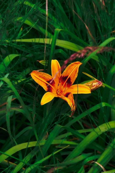 Вертикальный Снимок Цветка Желто Оранжевого Цвета Зеленых Растениях Саду — стоковое фото