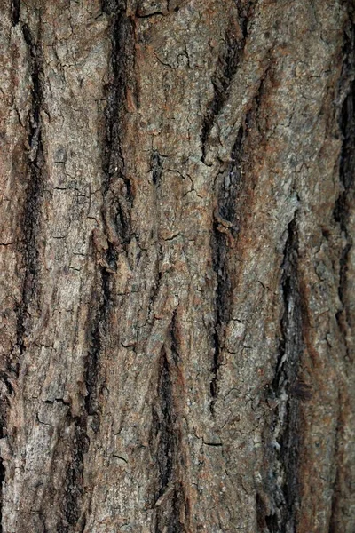 野生の木の樹皮の質感の背景 — ストック写真