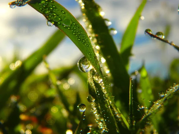 朝の太陽が明るいので 水のドロップになるので 美しい — ストック写真