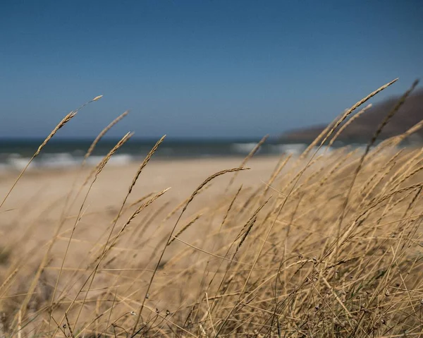 Una Playa Cubierta Hierba Seca Con Mar Agitado Horizonte — Foto de Stock