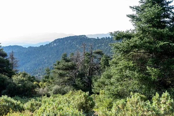 Вид Воздуха Красивые Горы Рядом Лесом — стоковое фото