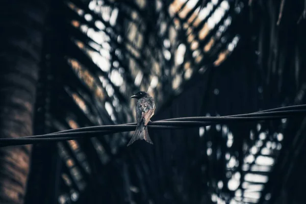 Pájaro Negro Posado Sobre Alambre Fondo Borroso Palmeras — Foto de Stock