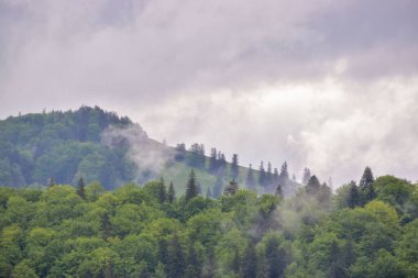 Romanya 'nın Karpat dağlarında ufukta bulutlu bir gökyüzü olan tepelerde büyüyen bir orman