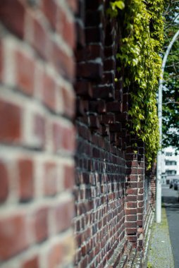 Yeşil bitkilerle dolu tuğla bir duvar.