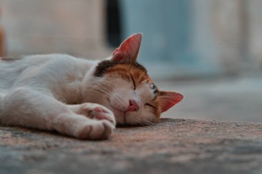 Yerde uyuyan sevimli bir kedinin seçici odağı.