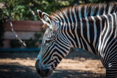 Hayvanat bahçesinde aşağıya bakan bir zebranın portresi.