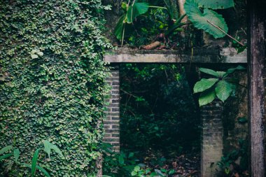 Vahşi bir ormanın görüntüsü.